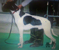 Pedigree SEMEGHINI INDIO Pedigree SEMEGHINI INDIO
